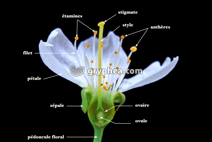 Cerisier - Fleur légendée - gryphea.com